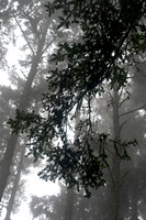 Sitka spruce in the fog