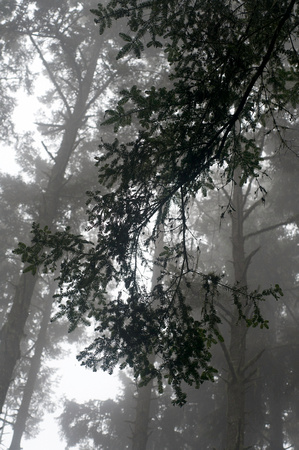 Sitka spruce in the fog