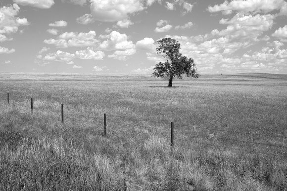 Lone Tree, Nebraska