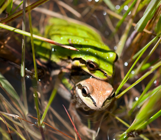frog sex